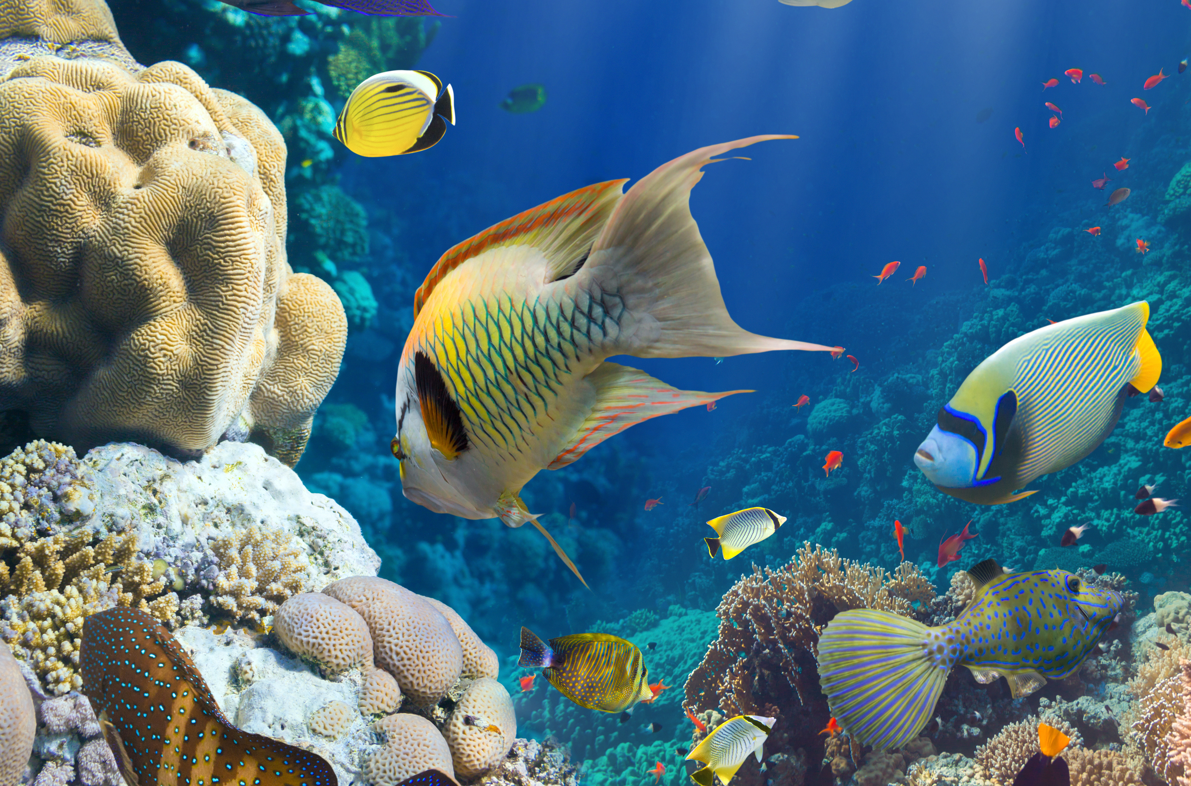 Coral Reef Ocean Fish Sea Underwater Wallpaper