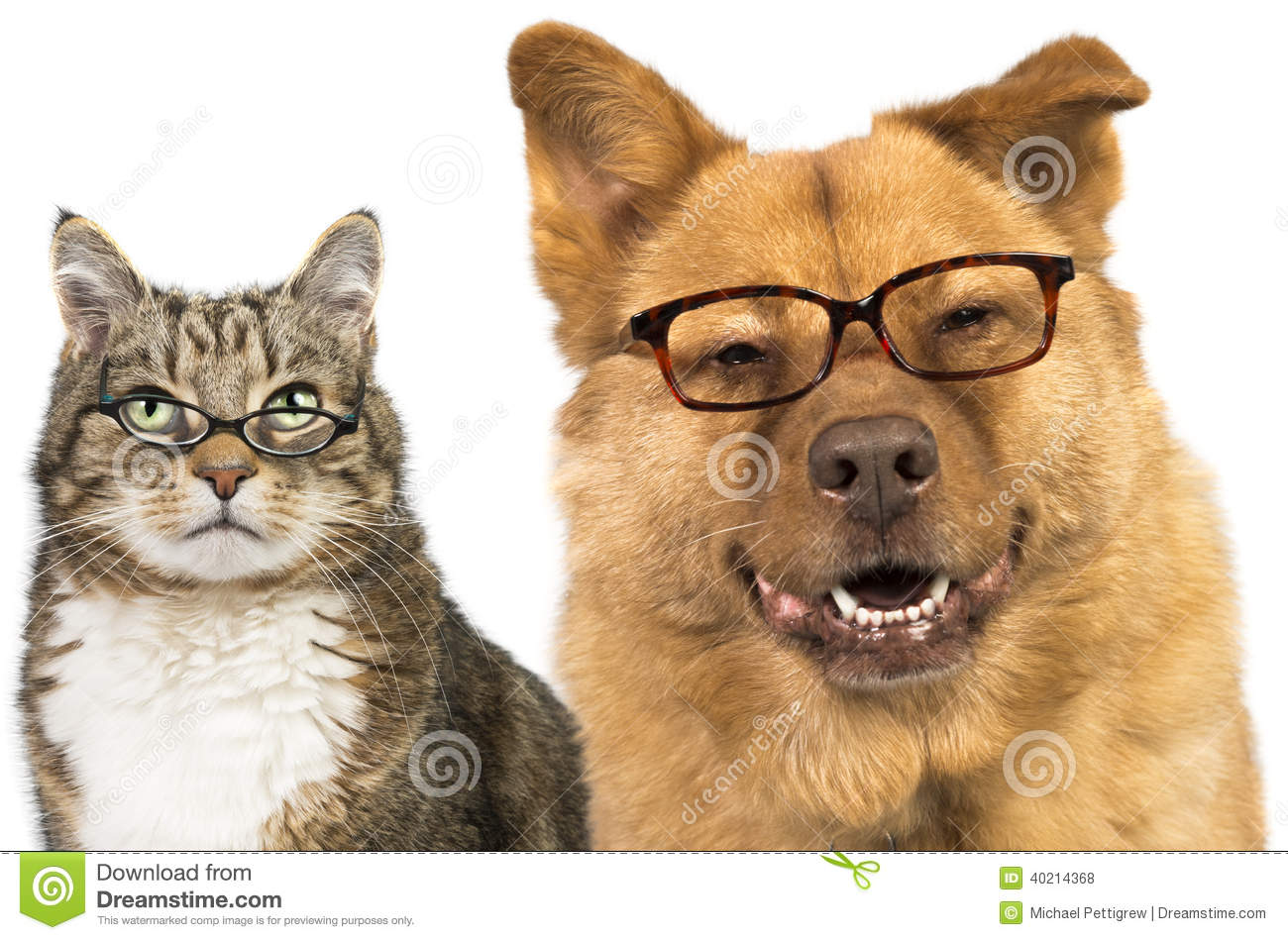 Cats Wearing Glasses Wallpaper Cat Ing
