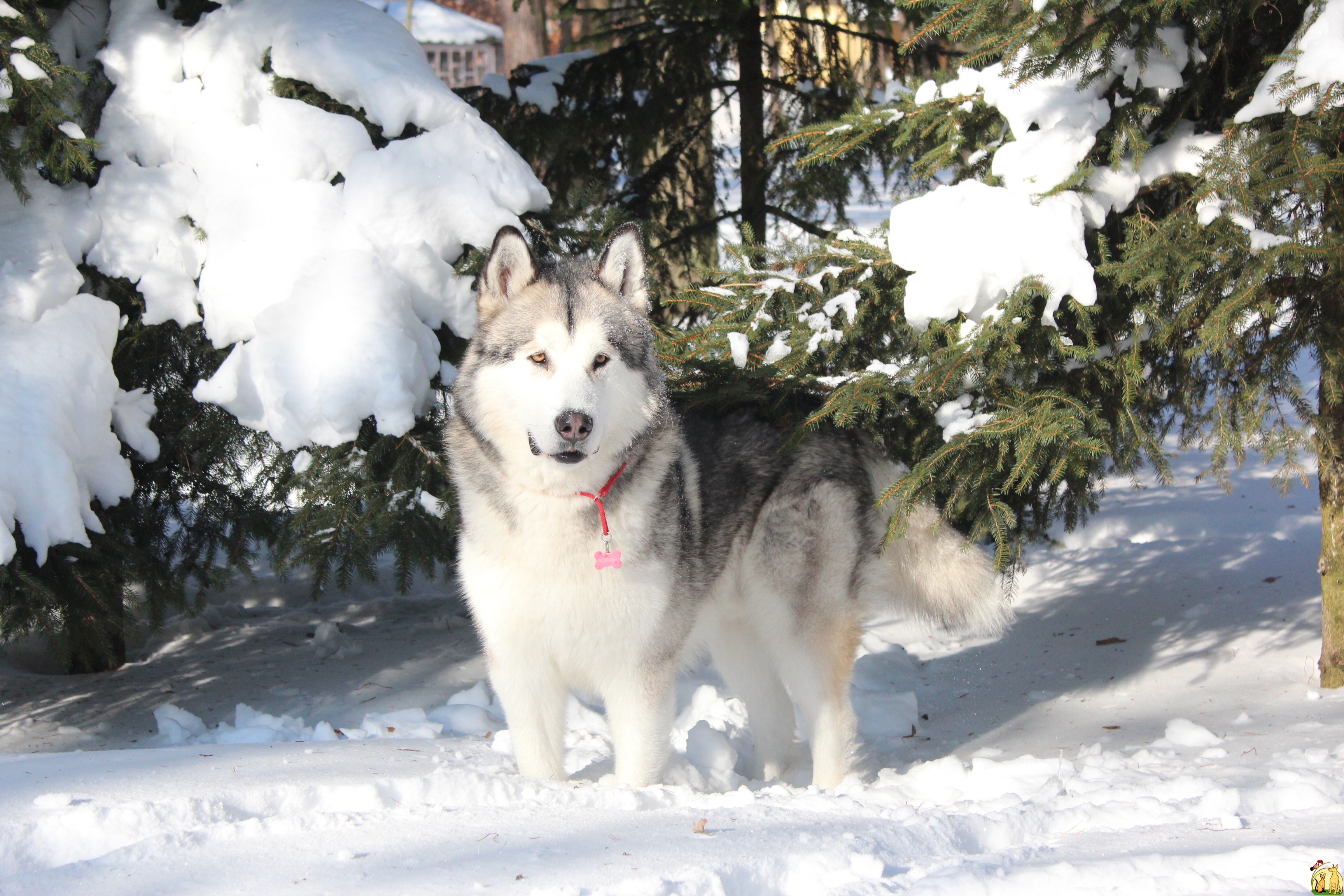 Alaskan Malamute Stands In The Snow Wallpaper And Image