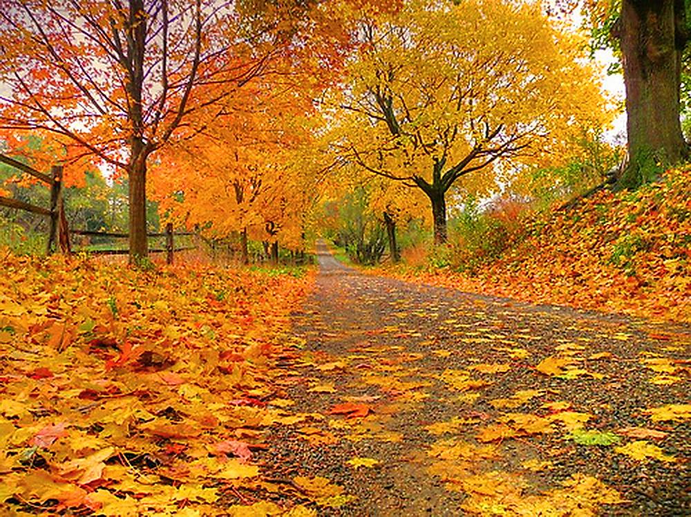 Ontario Autumn Wallpaper HD