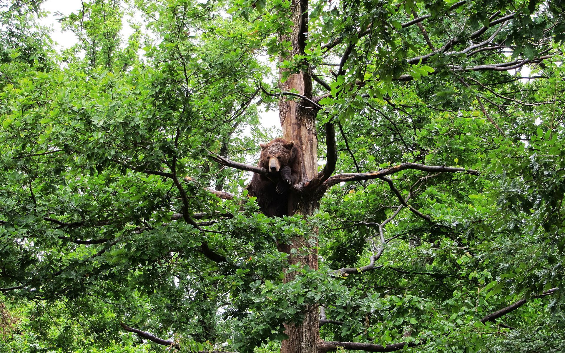 Brown Bear In A Tree Wallpaper Animal