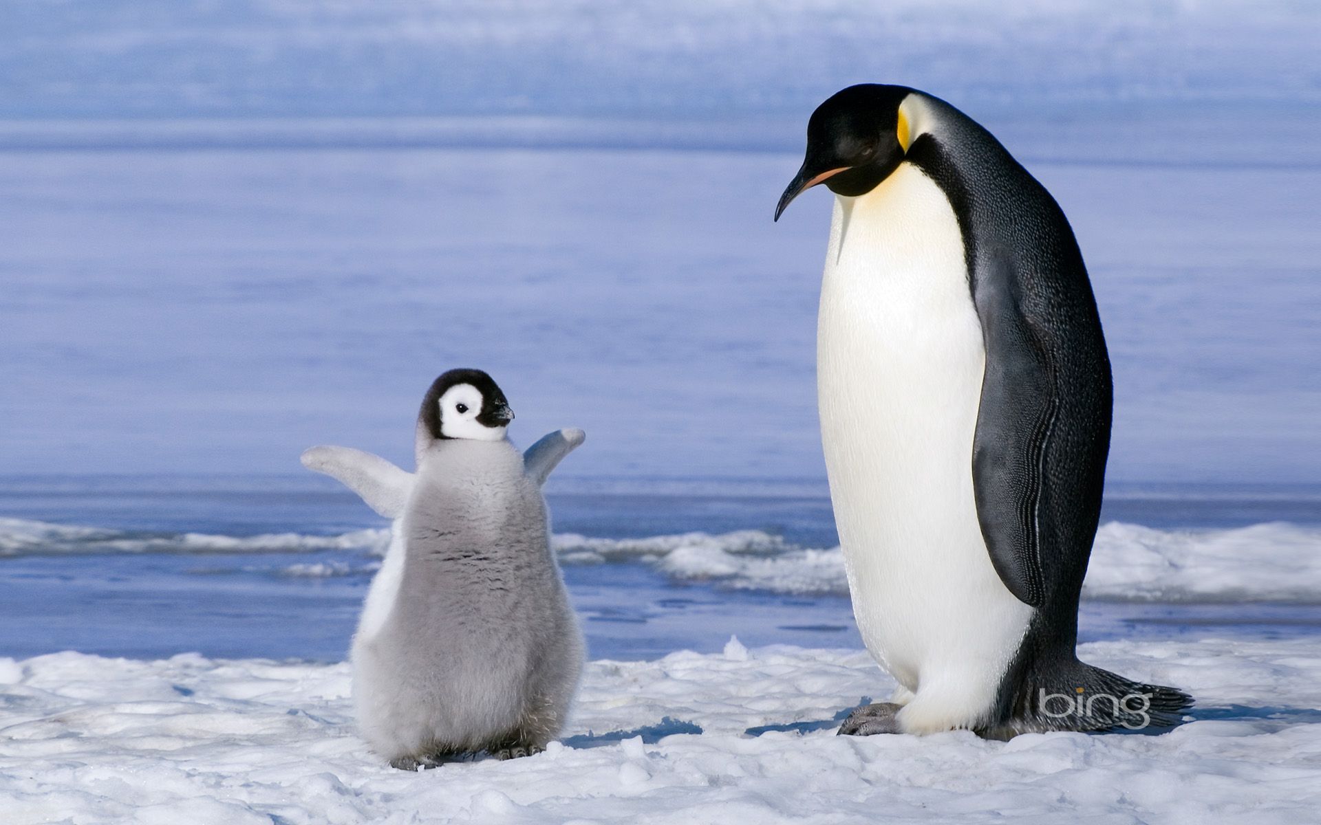 Penguins Wallpaper Animals Image Baby