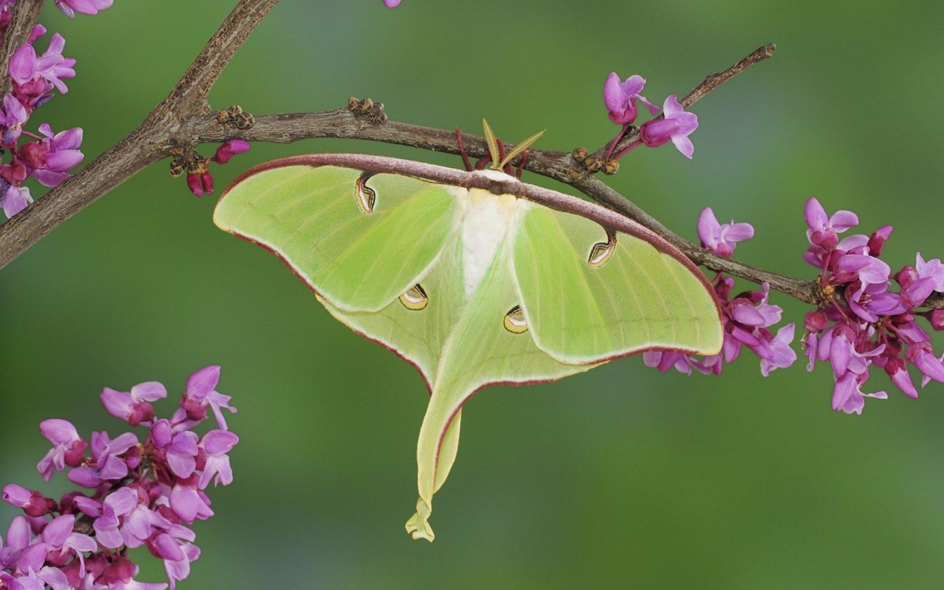 4 Luna Moth HD Wallpapers Background Images 1920x1200