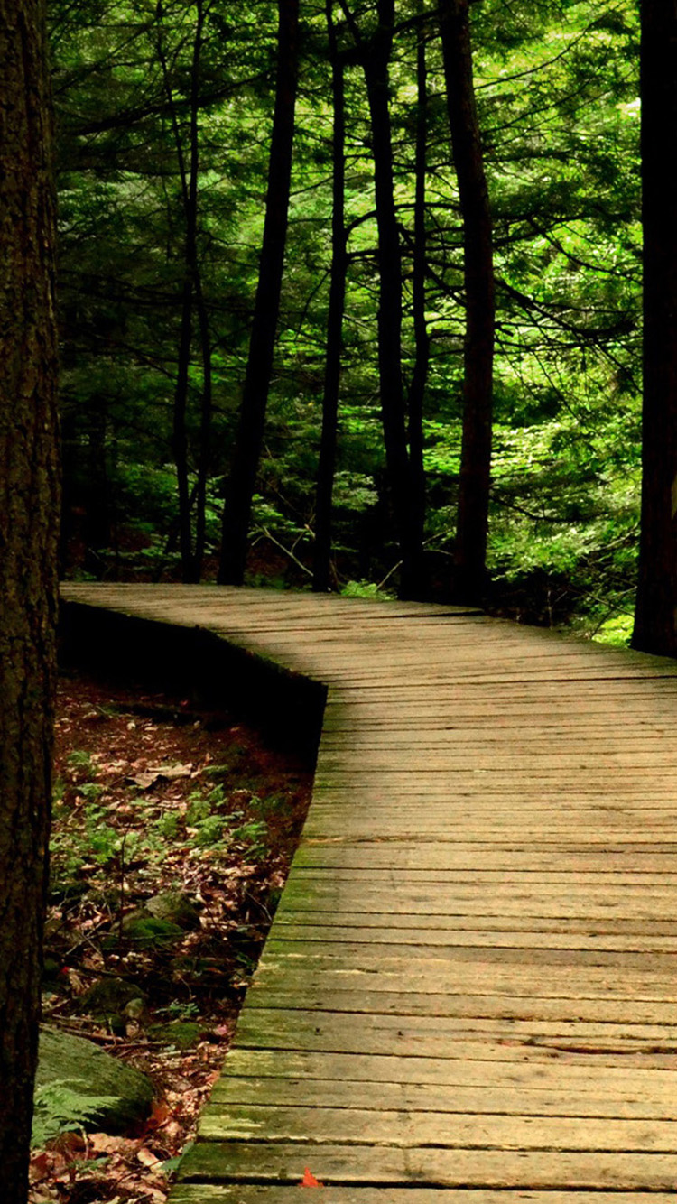 Forest Wooden Bridge iPhone Wallpaper Background And