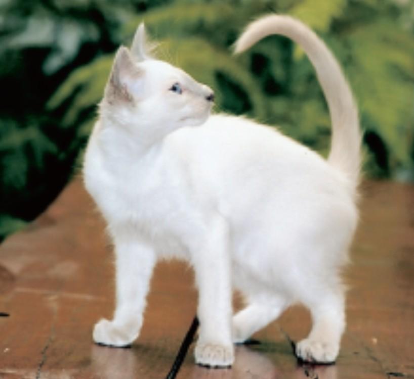 Balinese White Cats Puter Screen Saver Pc Desktop Wallpaper