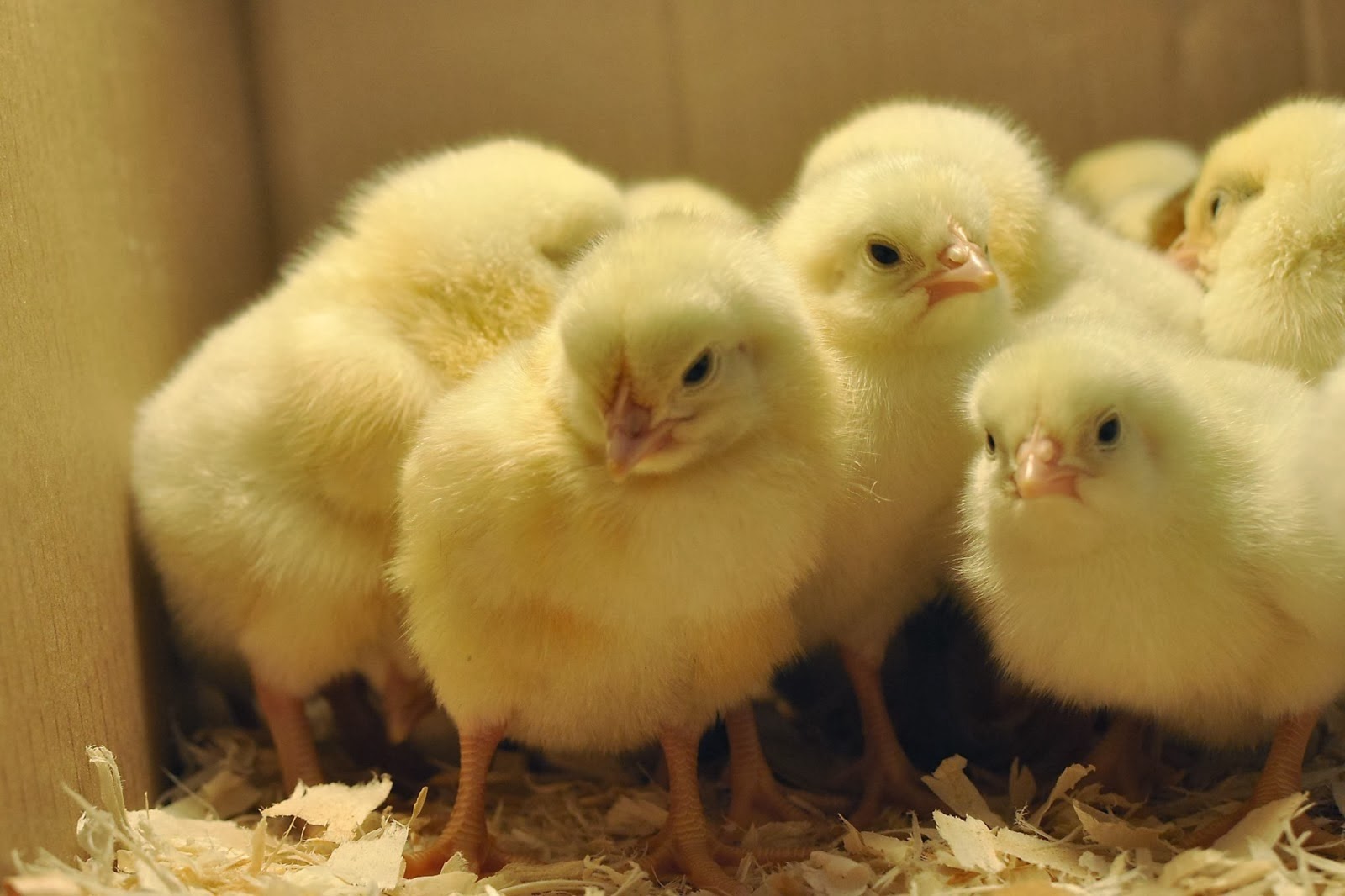 Image Chicken Baby Chicks Pc Android iPhone And iPad Wallpaper