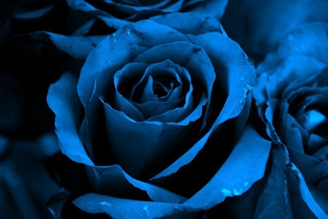Blue Rose Wallpaper Flowerwallpaper