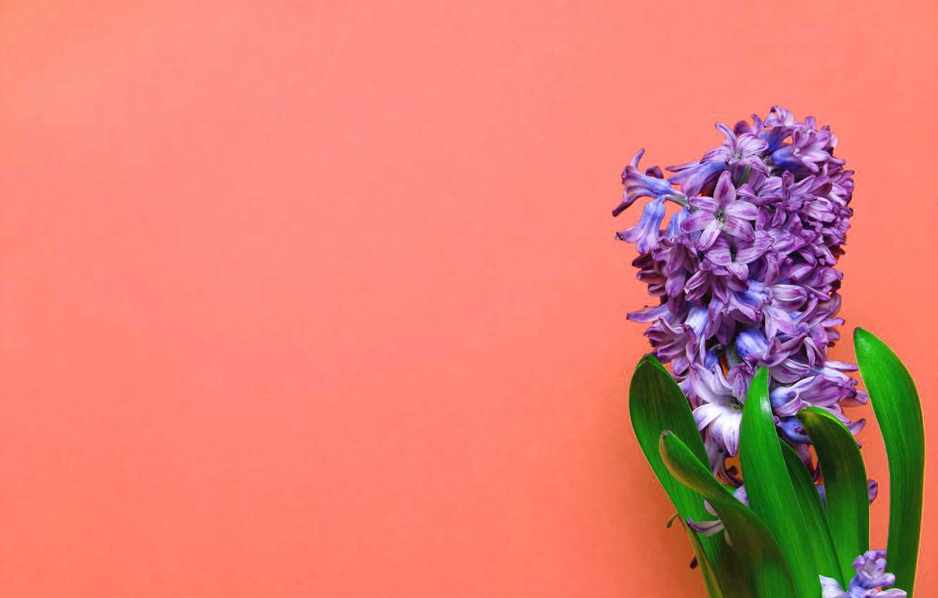 Desktop Hyacinth Wallpaper