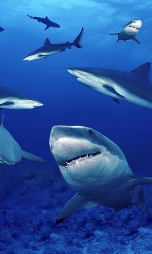 View bigger   Sharks HD Live Wallpapers for Android screenshot 307x512
