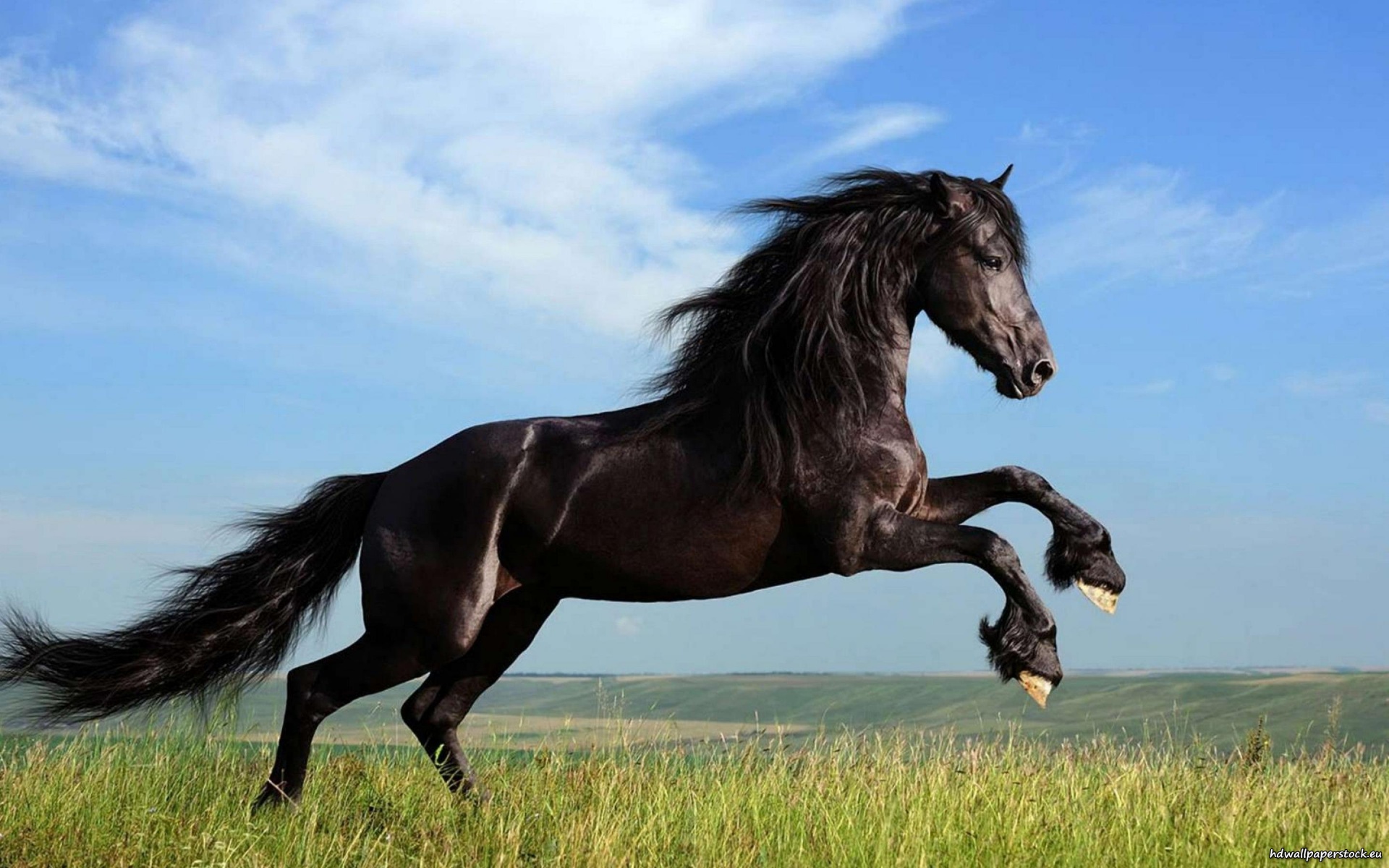 Jumping Black Horse HD Wallpaper Cool Desktop Background Image