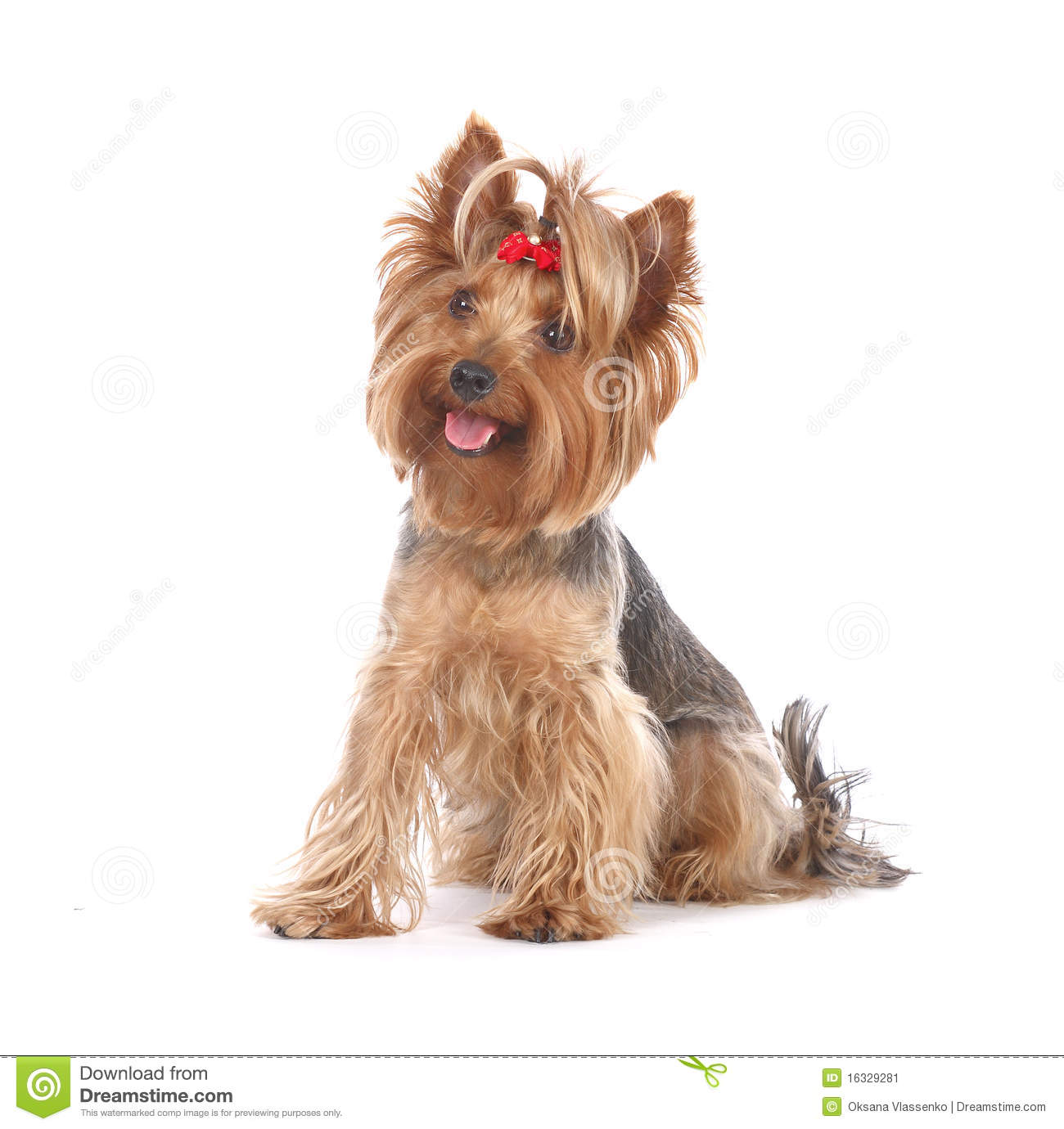 Dog Yorkshire Terrier Portrait Stock Image