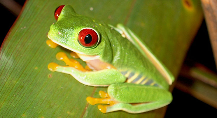 Jungle Frogs Red Eyed Tree Frog