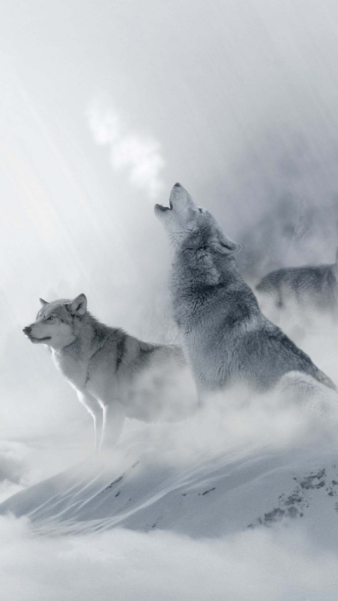 Wolf Phone Wallpaper