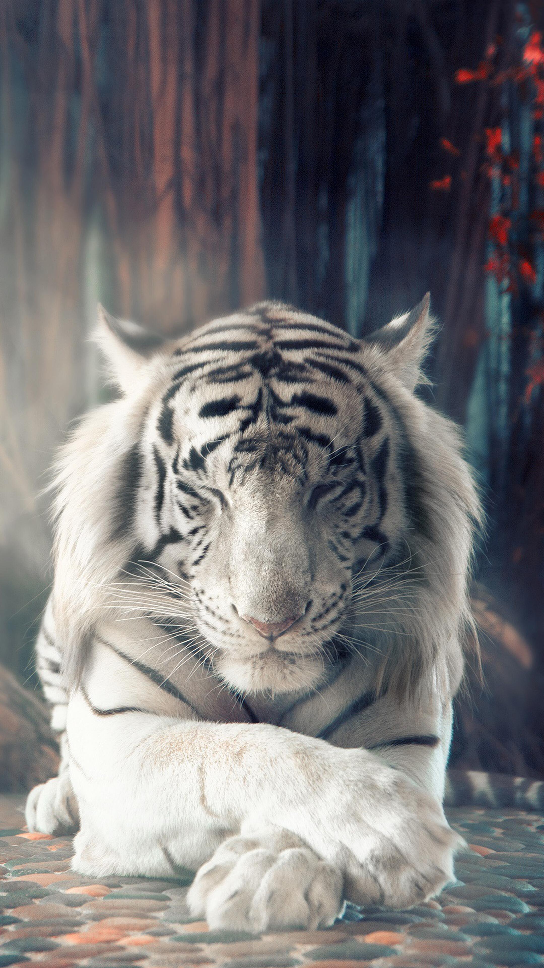 328181 White Tiger Sleeping 4k   Rare Gallery HD Wallpapers