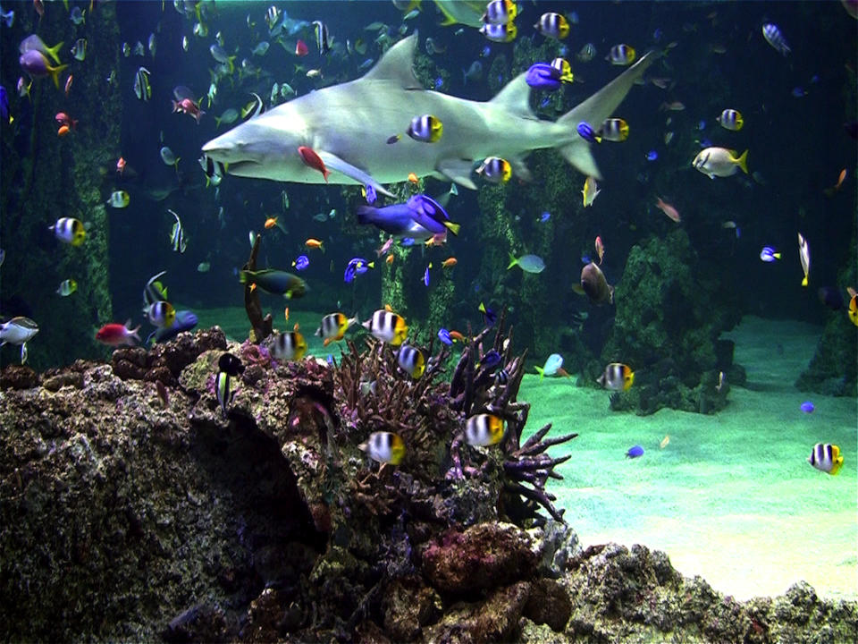 Aquarium Live HD Relaxing Real Coral Reef Scenes With Sound