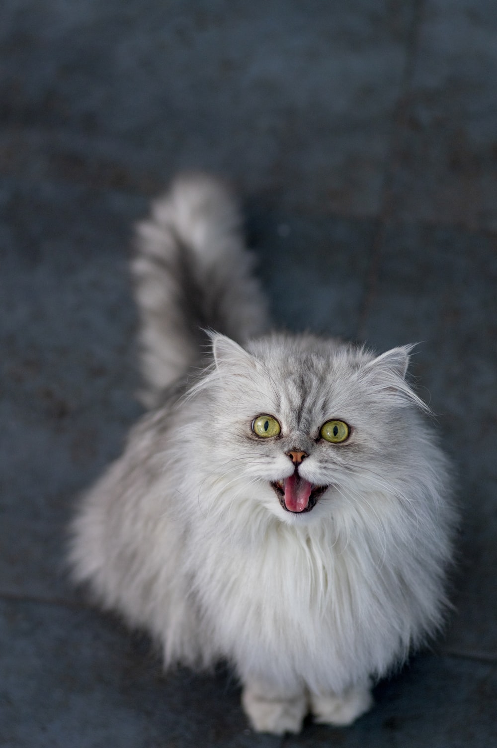 Best Persian Cat Pictures Image