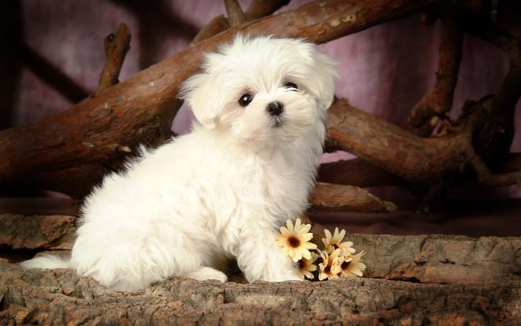 cute white puppy hd wallpaper All Things Furry and cute Pinter 736x460