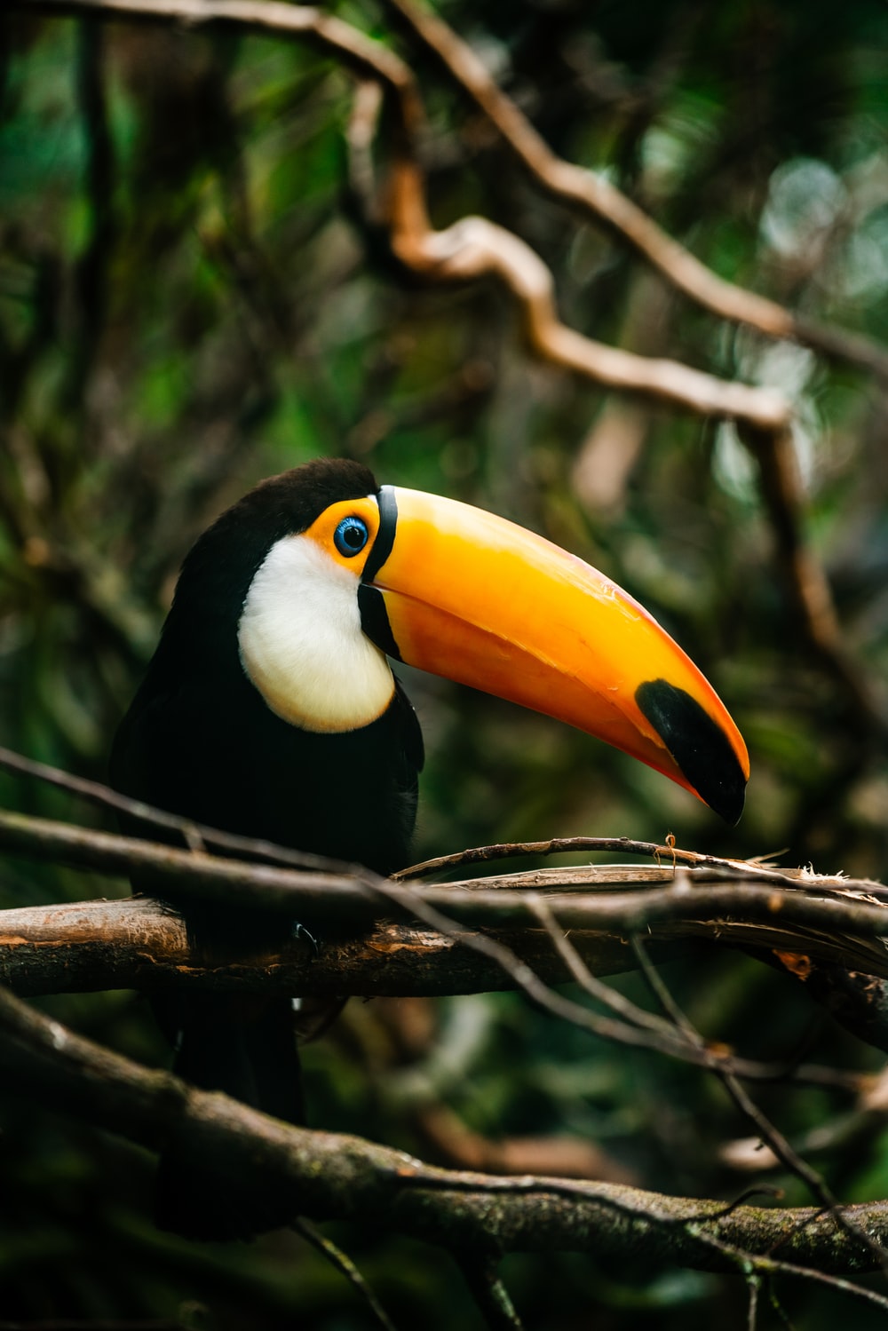 1k Toucan Pictures Image