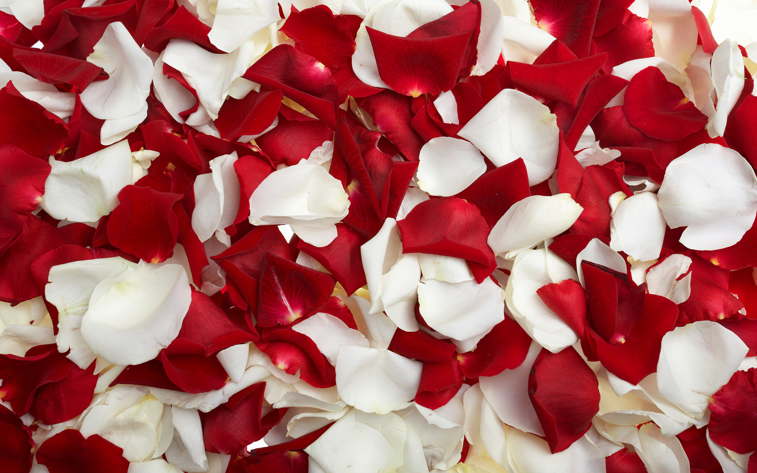 Red and White Rose Petals Wallpapers Pictures
