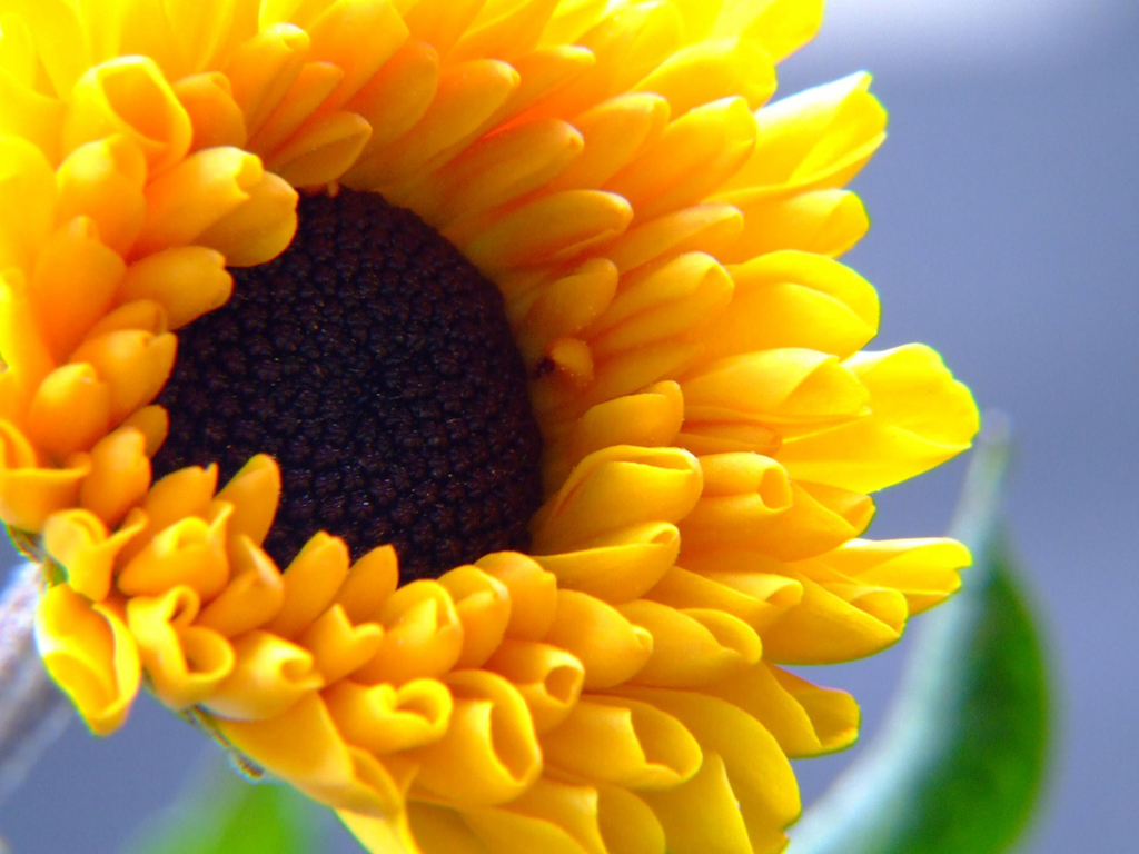Summer yellow flower free beautiful wallpaper download for your