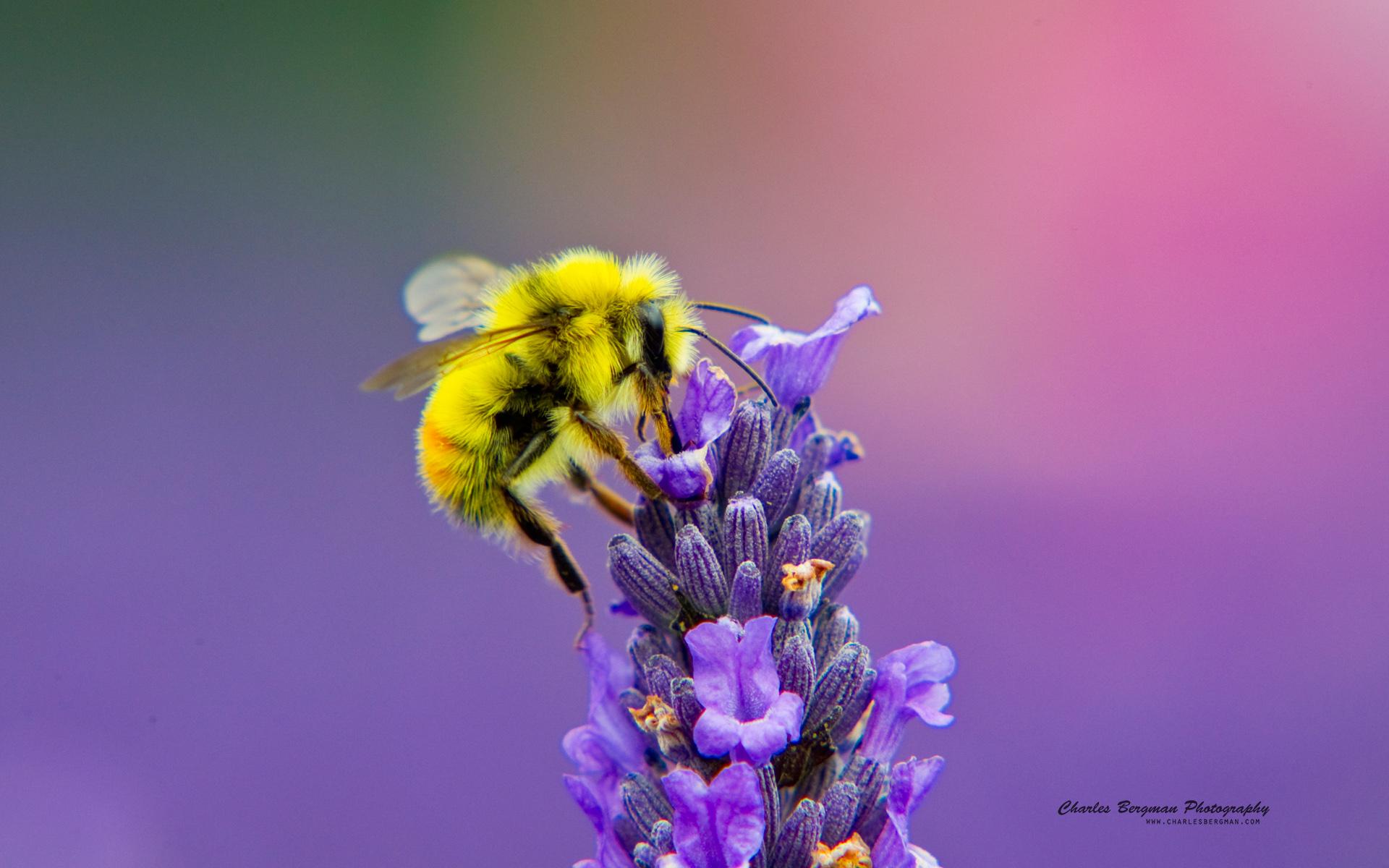 Honey Bee Lavendar Nectar Wallpaper HD