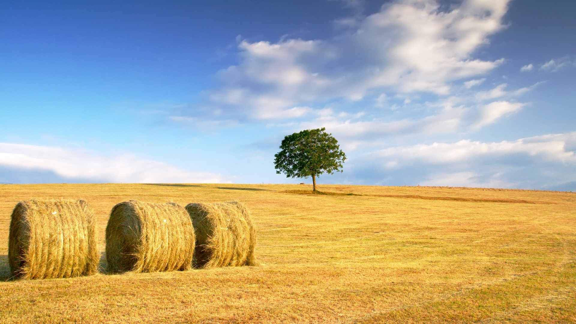 Pretty Autumn Wonderful Stunning Wheat Beautiful Straw Clouds Nice Gold Fields Corn Amazing Harvest Field Horizon Fantastic Golden Sky Tree Skyphoenixx1 Awesome Nature After The G Wallpaper