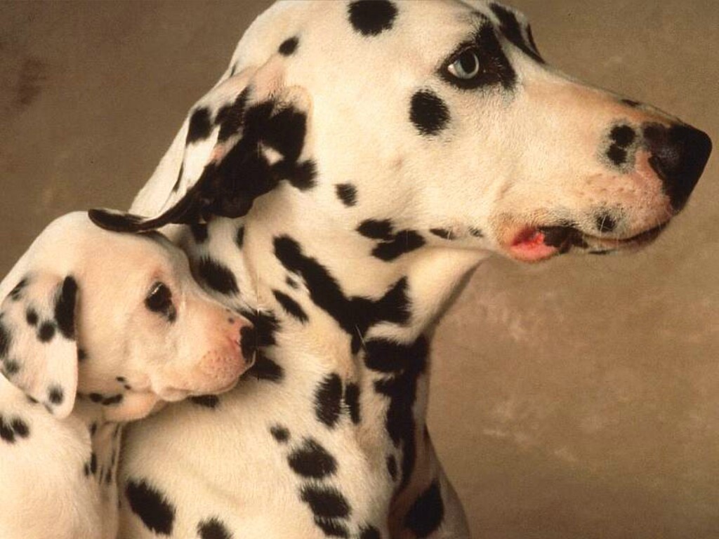 Dalmatian Dogs Wallpaper