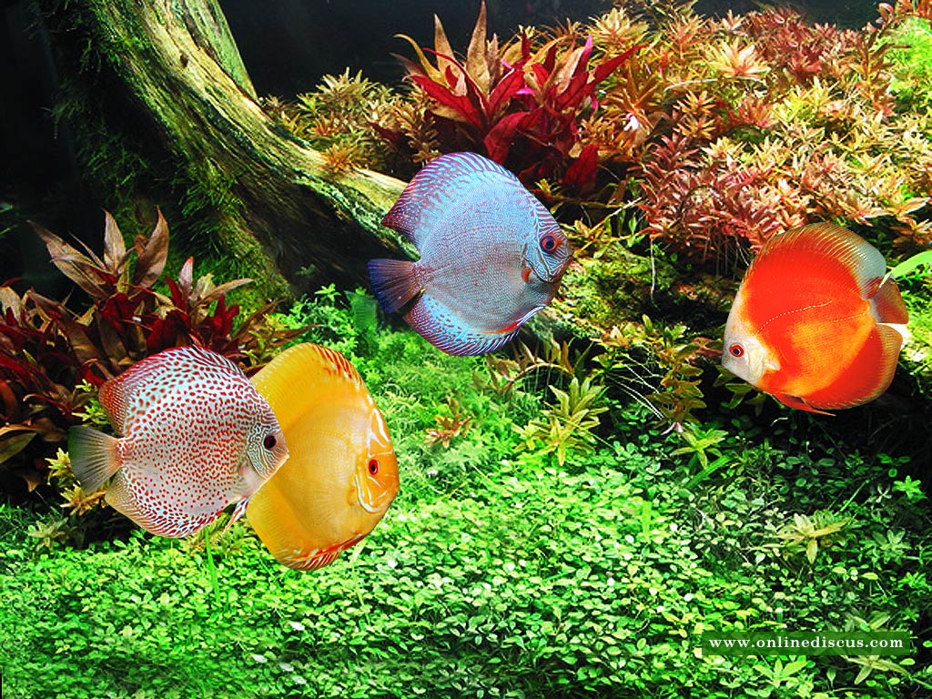 Wele To Online Discus Fish Wallpaper