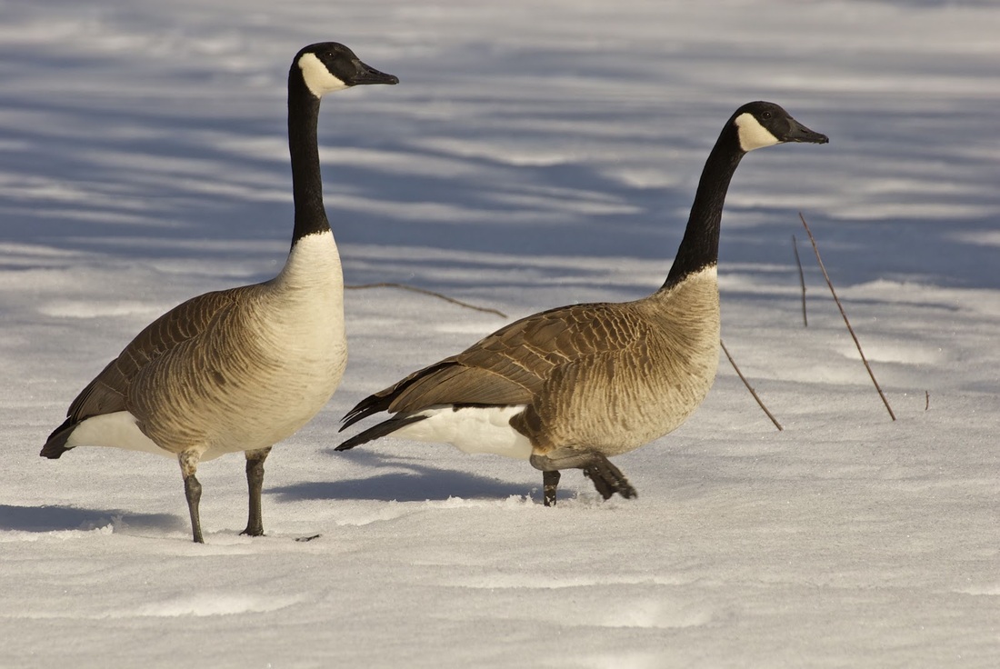 with canadian goose cool images wallpaper with nice canadian geese
