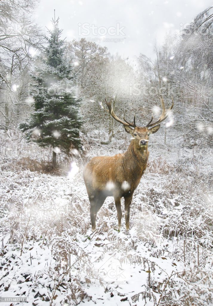 Beautiful Red Deer Stag In Snow Covered Festive Season Winter