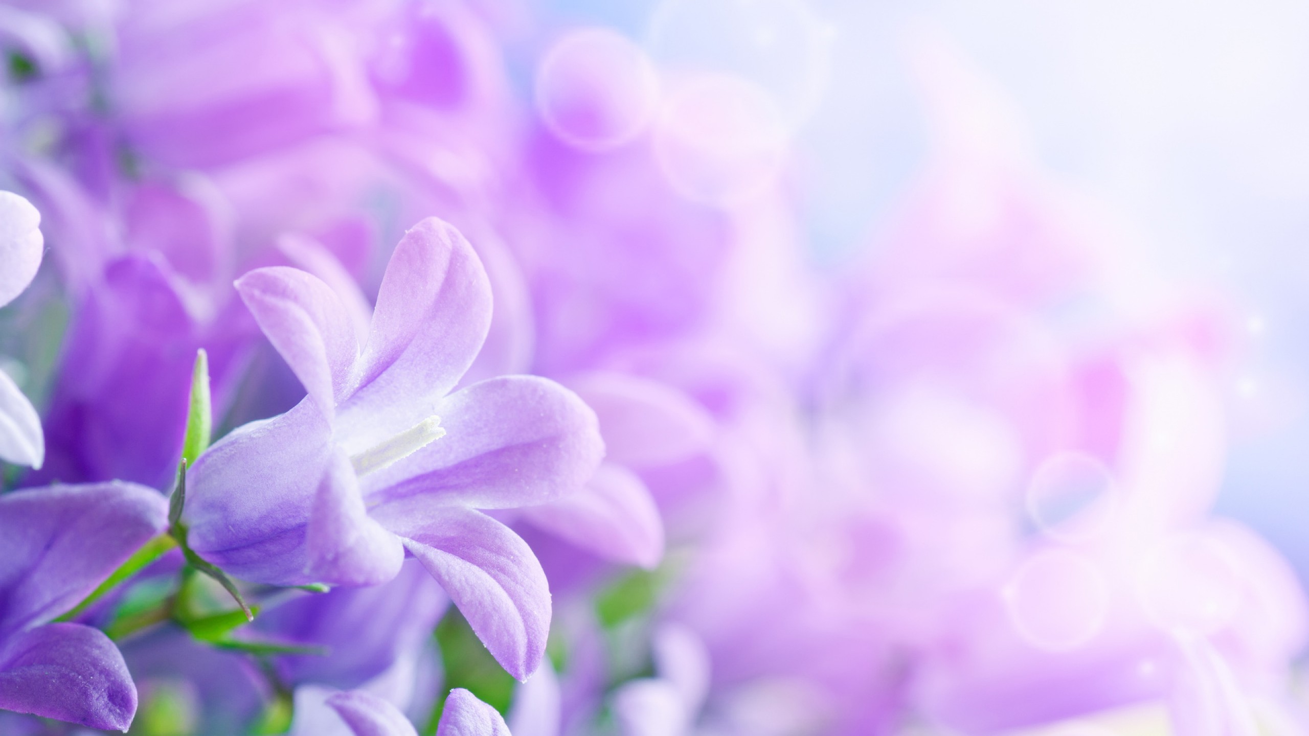 Lavender Flowers Widescreen High Resolution Wallpaper For