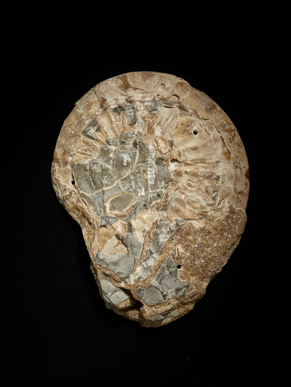 Ammonite Picture Wallpaper