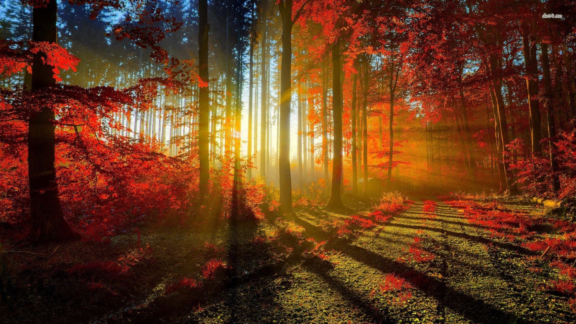 Sunlit Autumn Forest Wallpaper