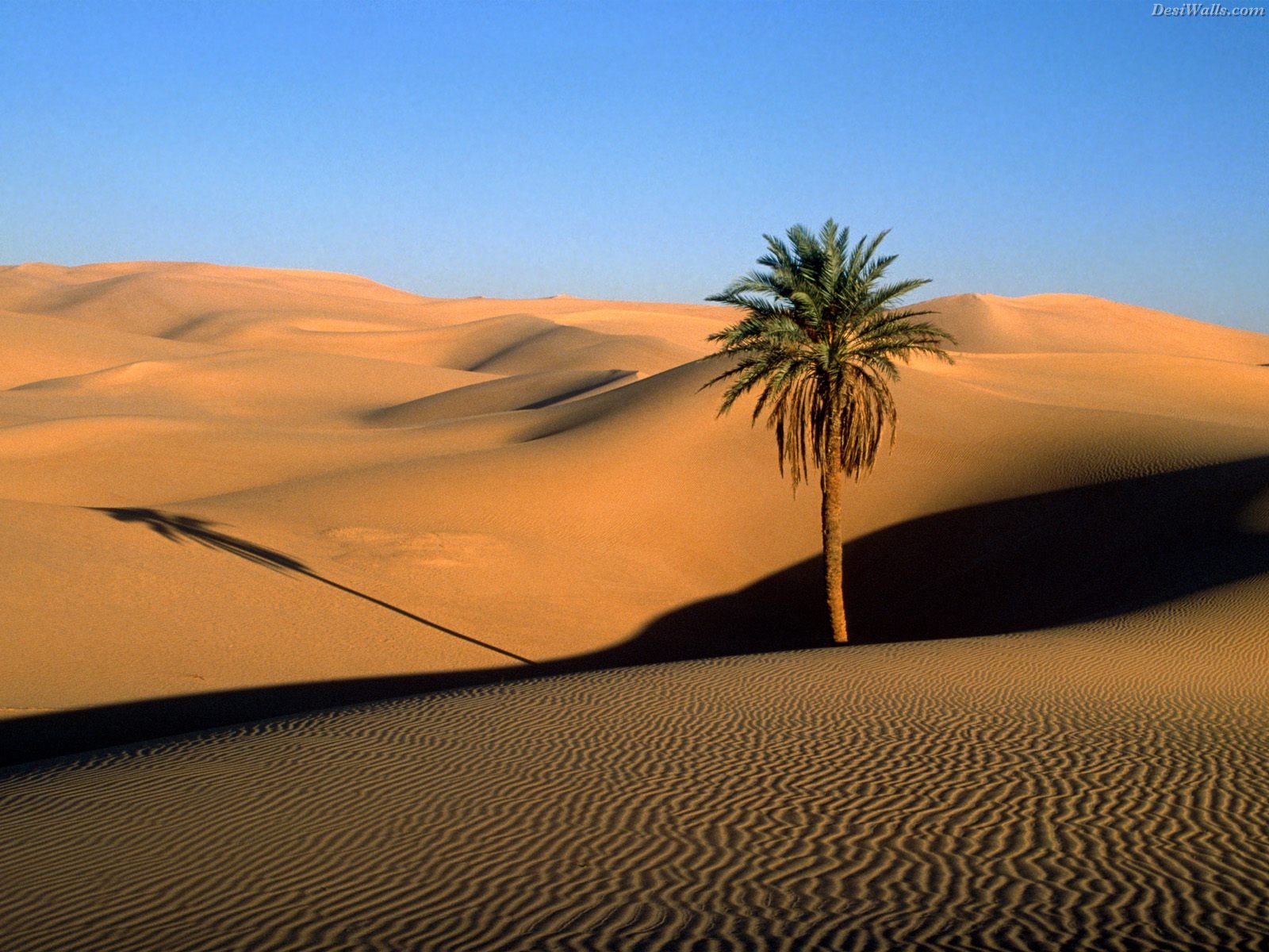 Desert Oasis Wallpapers HD Wallpapers Pictures Images