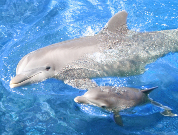 Cool Wallpaper Baby Bottlenose Dolphins