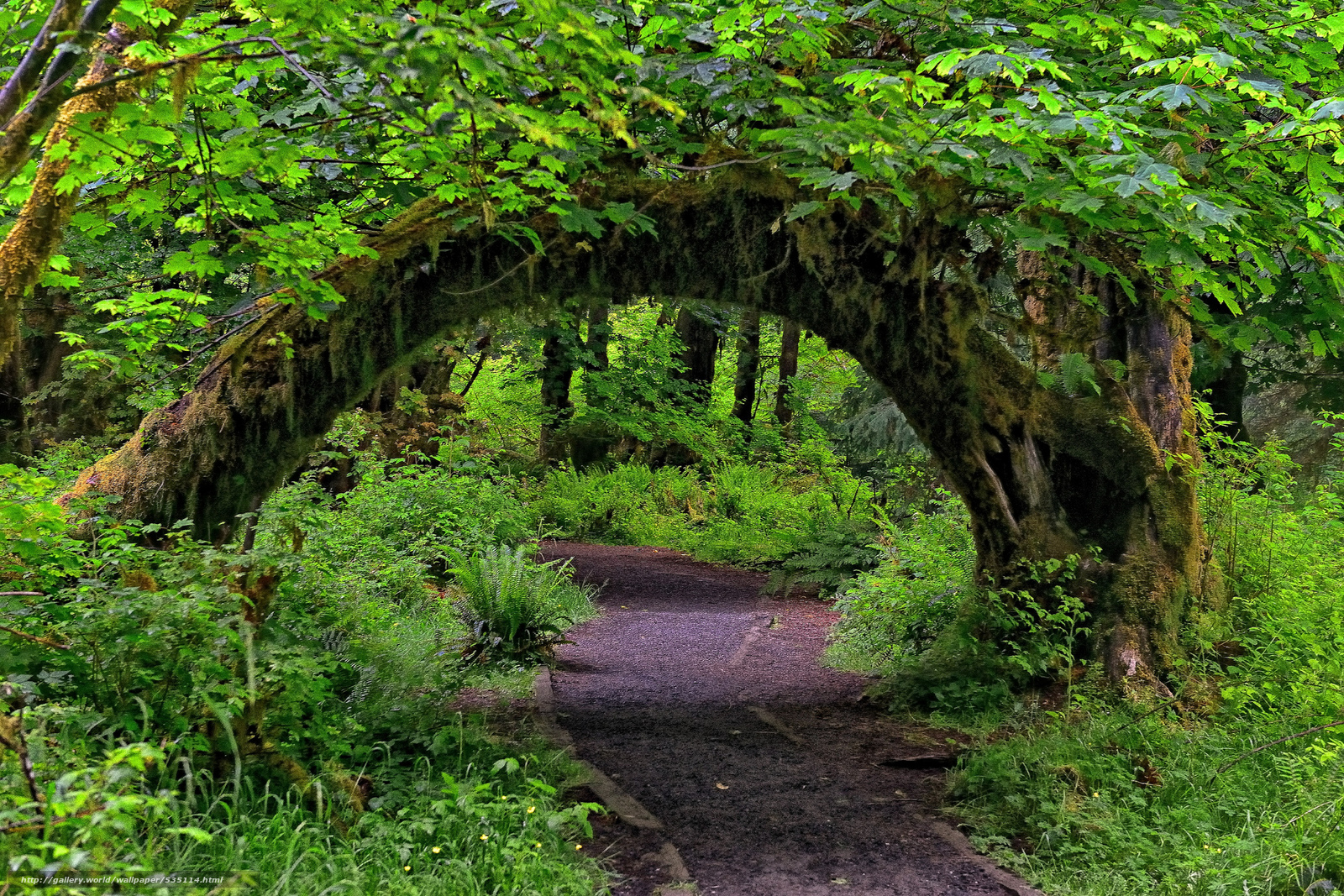 Wallpaper Tree Arch Hoh Rainforest Washington Usa
