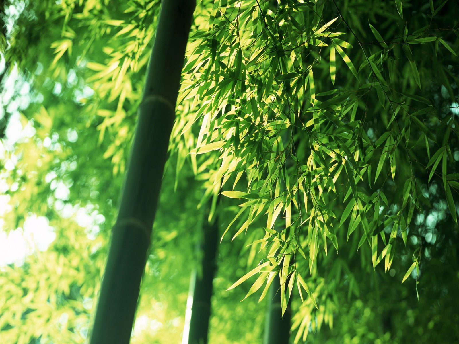 Bamboo Forest Wallpaper