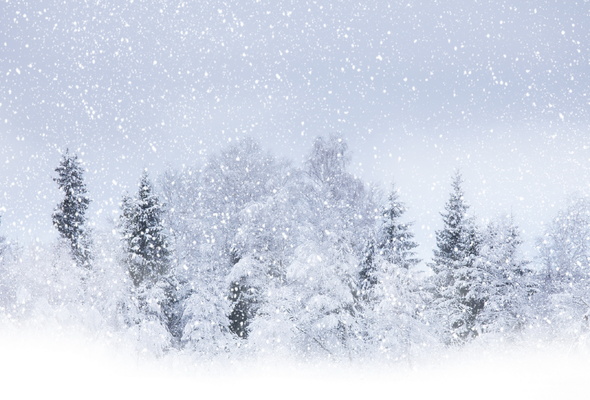 Wallpaper Winter Snow Tree Blizzard Snowstorm Desktop