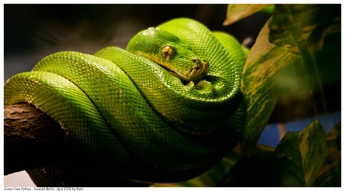 Green Tree Python Wallpaper By Reto