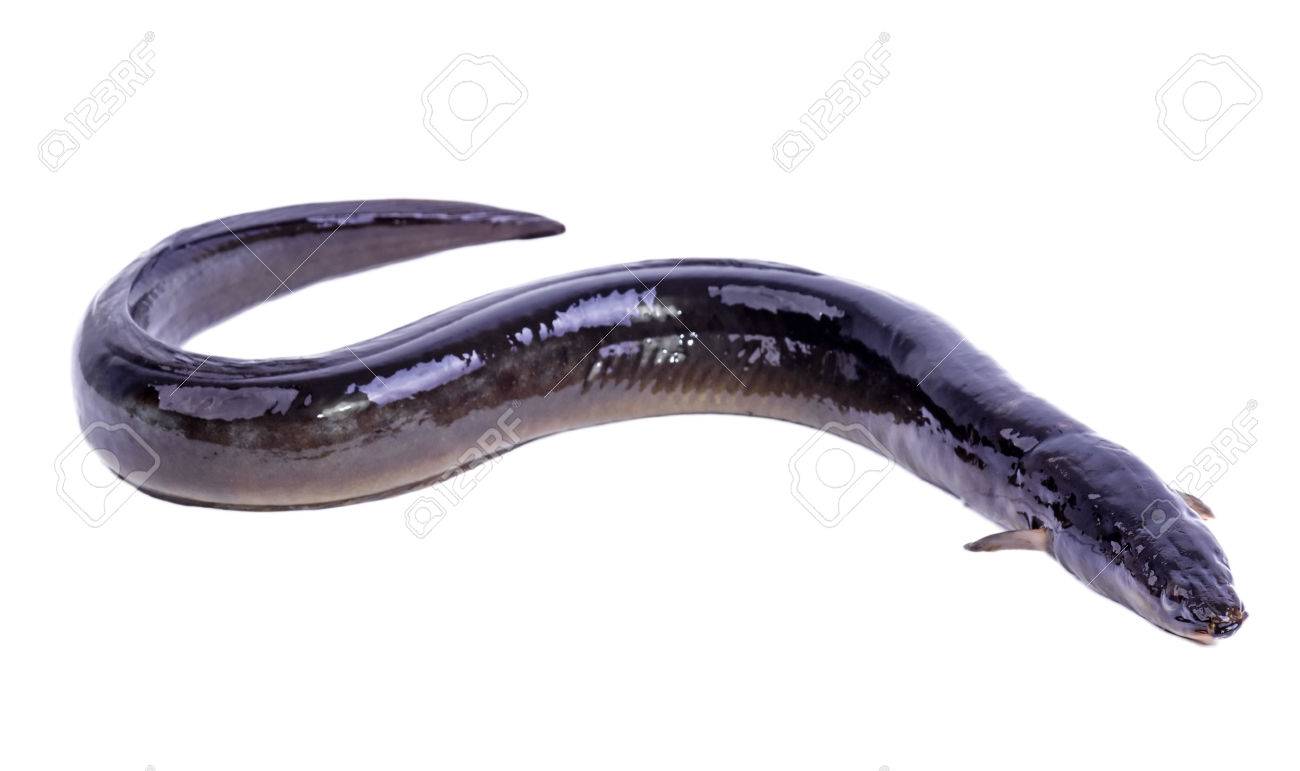 Eel Fish Isolated On White Background Stock Photo Picture And