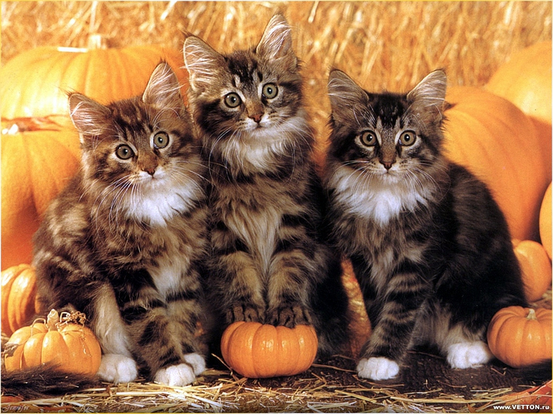 animal autumn Pumpkin cats Animals Cats HD Desktop Wallpaper
