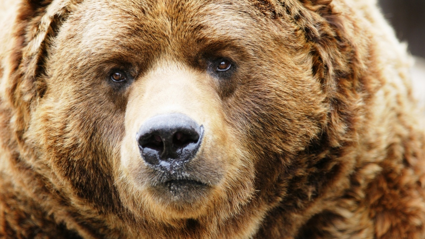 Bear Desktop Pc And Mac Wallpaper