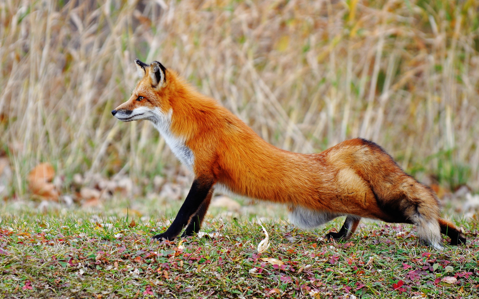Fox Hunting Wallpaper And Image Pictures Photos
