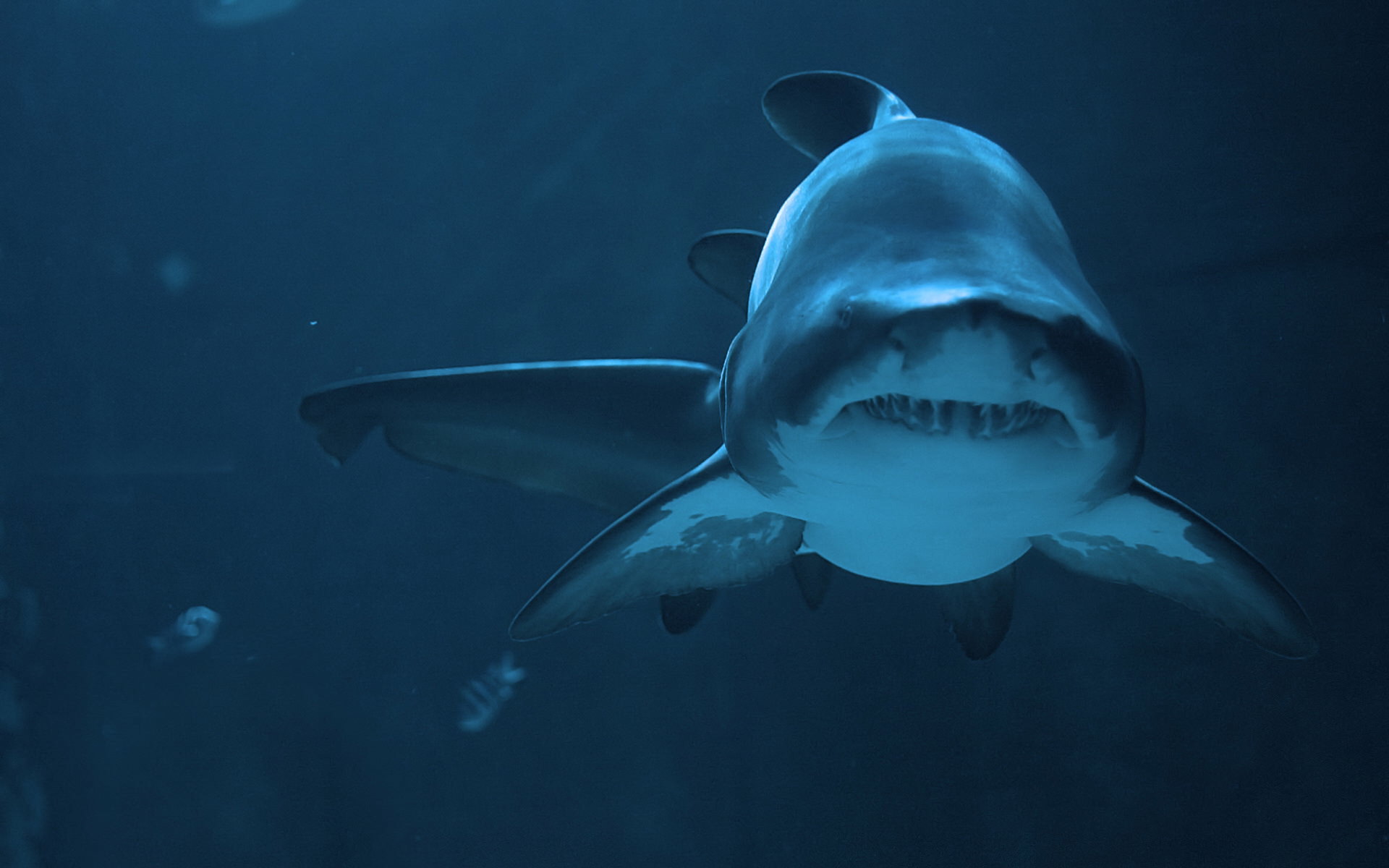 Amazing Shark Background Wallpaper Photos Beautiful Underwater