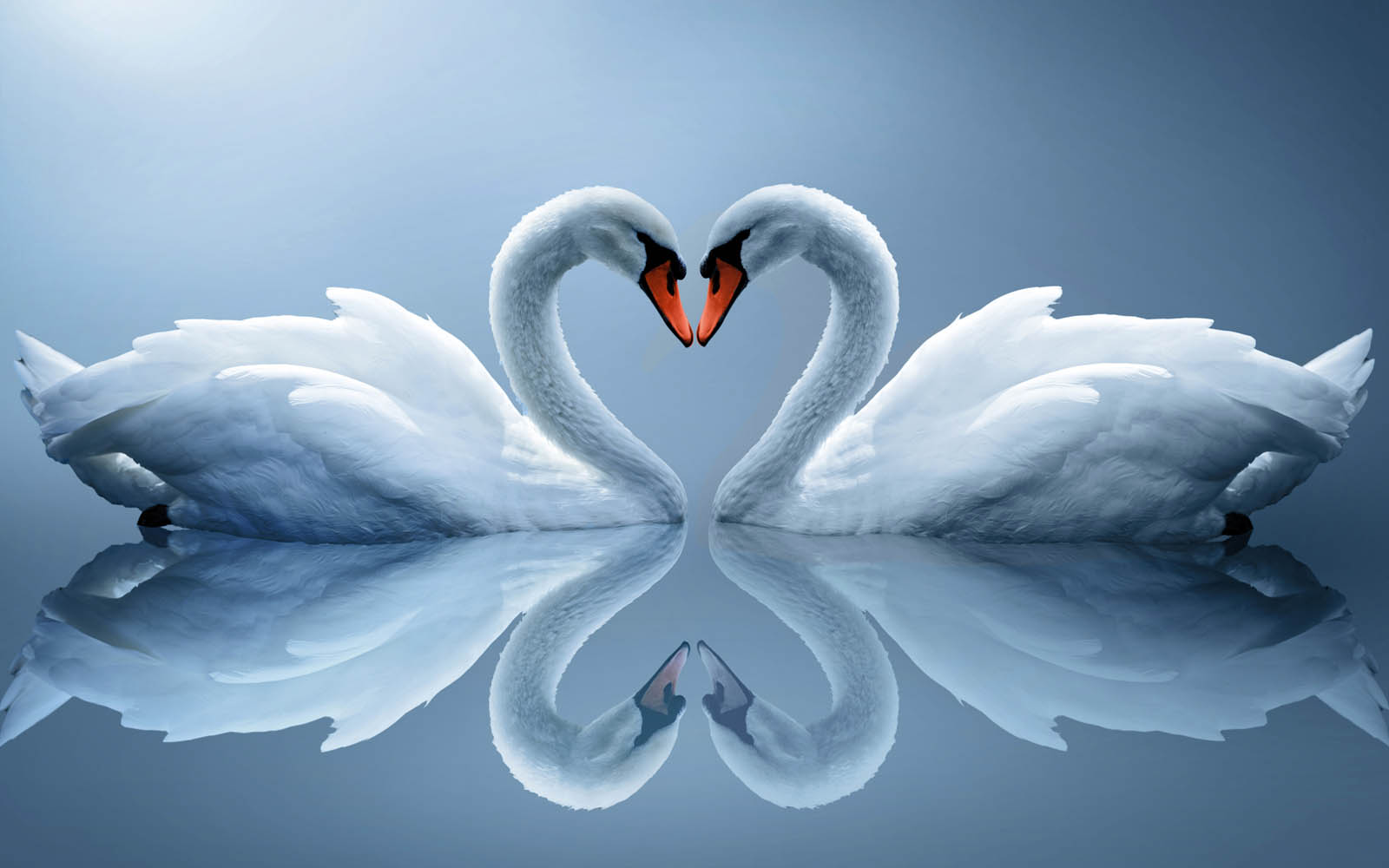Tag Swan Wallpapers Backgrounds Photos Imagesand Pictures for 1600x1000