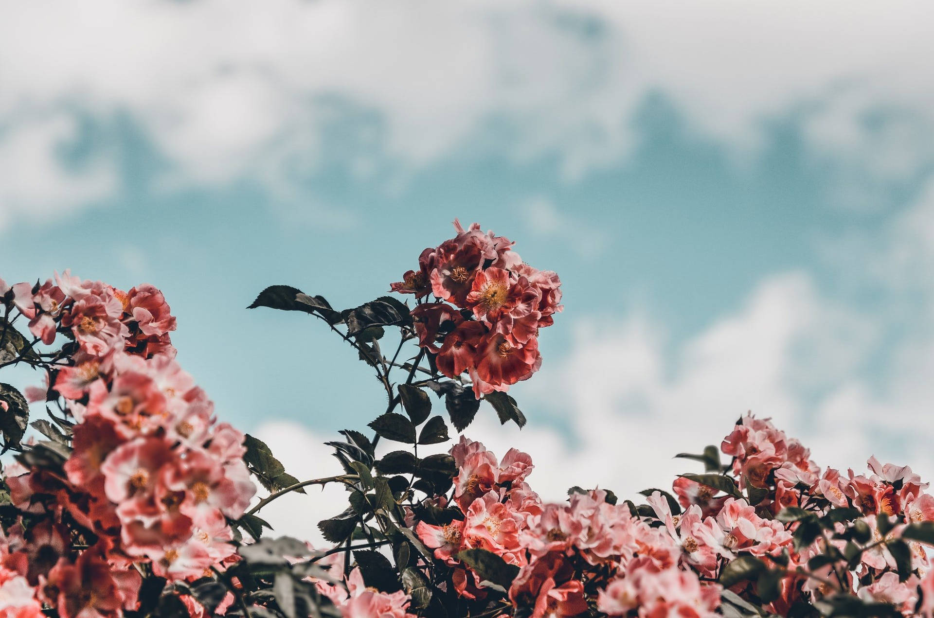 Spring Aesthetic Wallpaper
