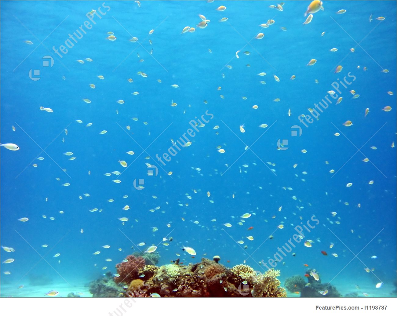 Tropical Fish Background