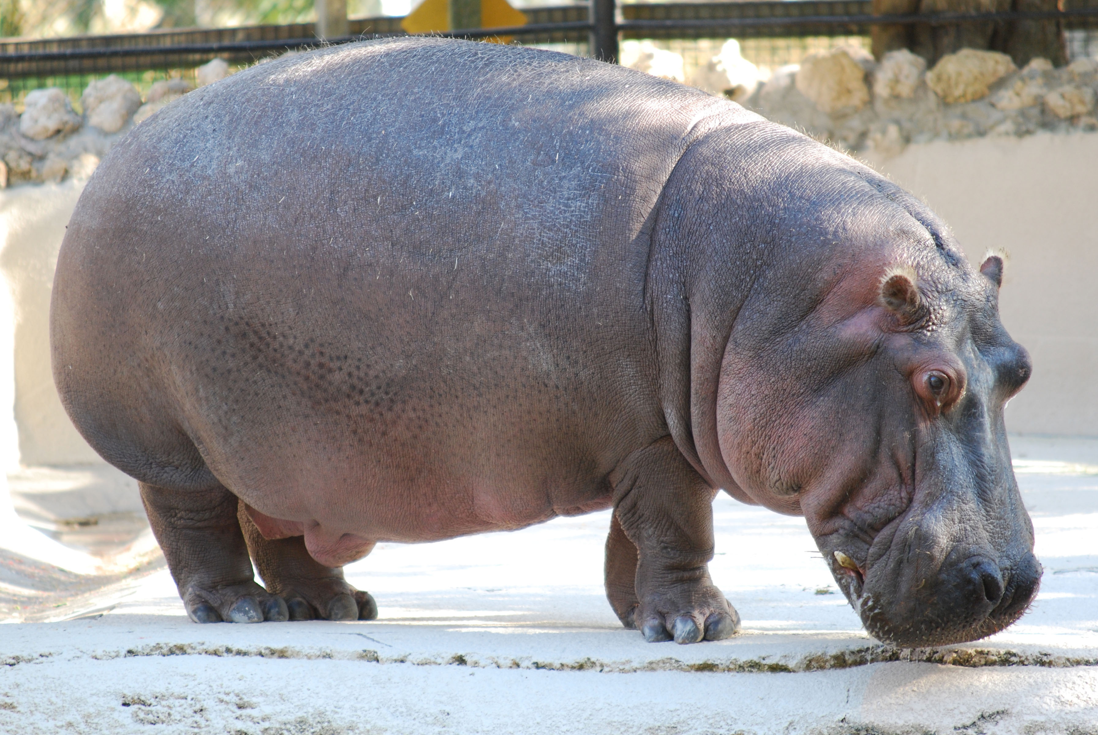 Hippopotamus Background