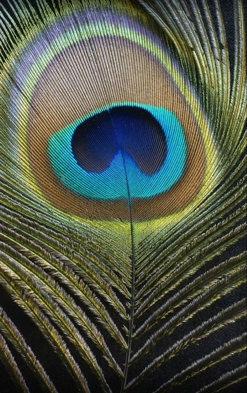 Peacock Feather Dori S Inspirations Live Wallpaper