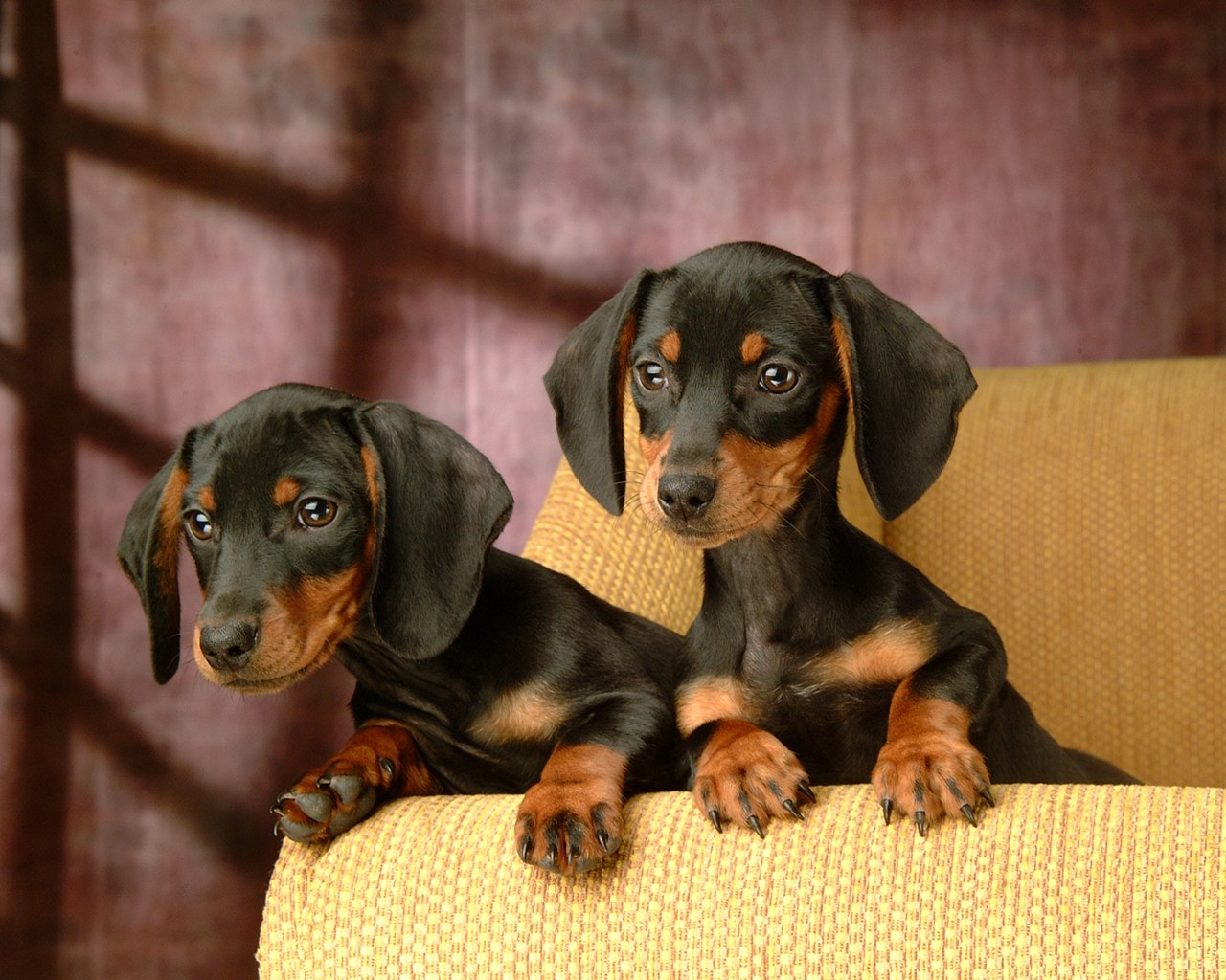 Mini Dachshund Puppies Background
